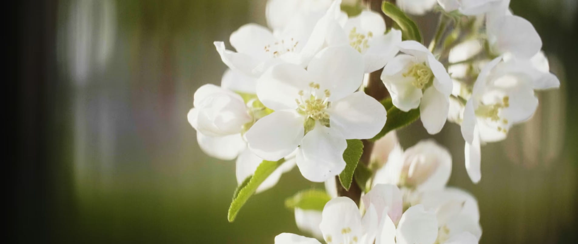 White spring blossoms symbolizing remembrance for Spring Grove funeral and cremation services