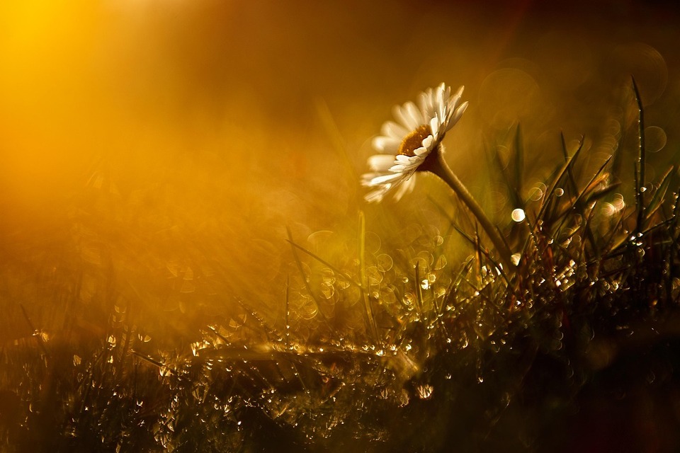 Peaceful flower at sunrise symbolizing compassionate end-of-life services in Sheridan, OR